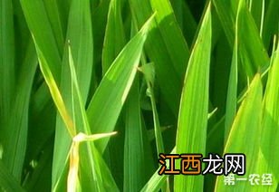 水稻白线虫怎么治疗