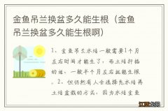 金鱼吊兰换盆多久能生根啊 金鱼吊兰换盆多久能生根