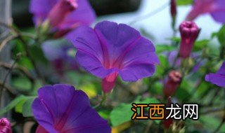 矮牵牛发芽后多久移栽 矮牵牛换盆多久能生根