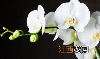 兰花水培后多久生根正常 兰花水培后多久生根