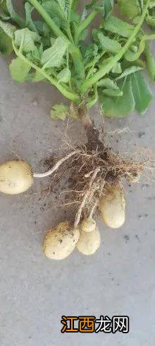 用恶霉灵如何灌根