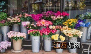 适合家里种长年开花的 什么花期长适合种家里面