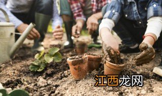 麒麟掌换盆后几天才浇水 麒麟掌换盆多久能生根