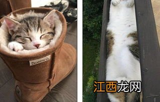 做小猫怎么做