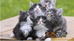 做小猫怎么做