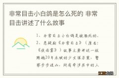 非常目击小白鸽是怎么死的 非常目击讲述了什么故事