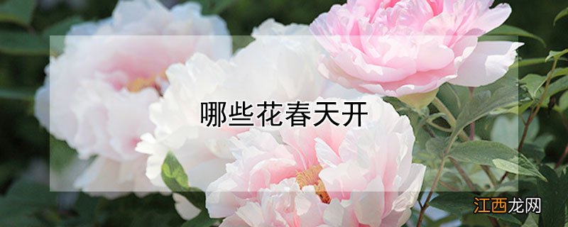 哪些花春天开