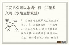 兰花多久可以水培生根繁殖 兰花多久可以水培生根