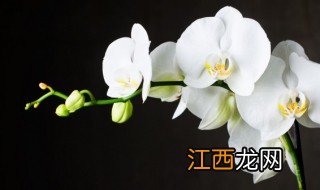 家里适合养什么植物开花，家里适合养什么植物开花好看