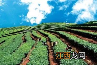 江城牛洛河茶叶怎么样