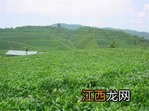 江城牛洛河茶叶怎么样