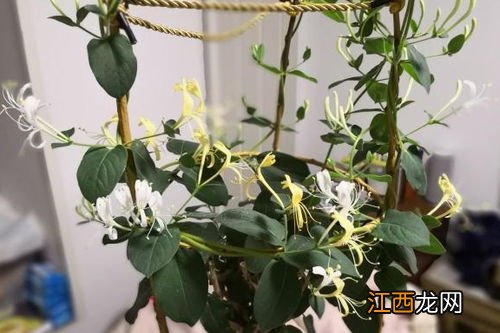 会开花的茶叶怎么泡