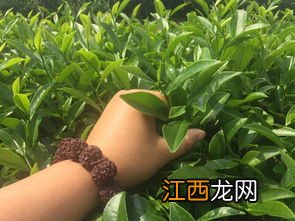 会开花的茶叶怎么泡