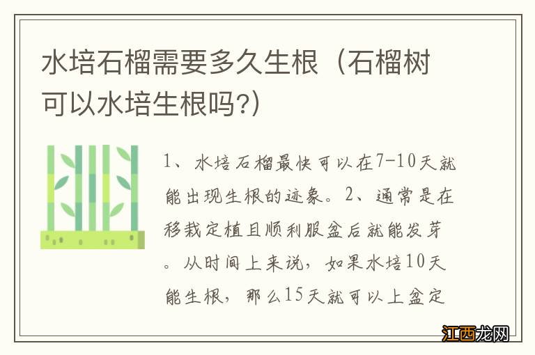 石榴树可以水培生根吗? 水培石榴需要多久生根