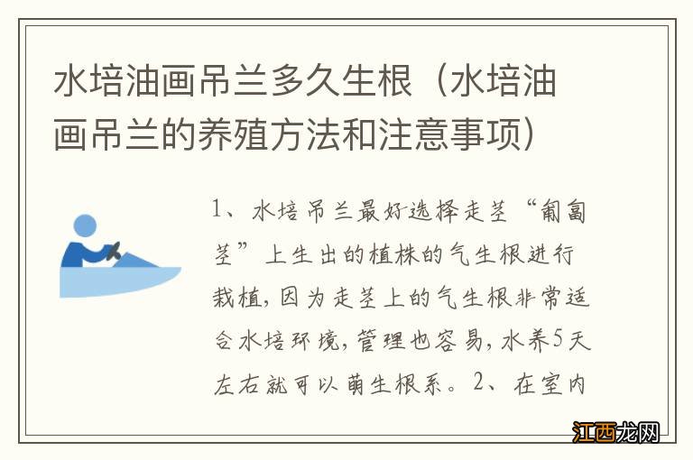 水培油画吊兰的养殖方法和注意事项 水培油画吊兰多久生根