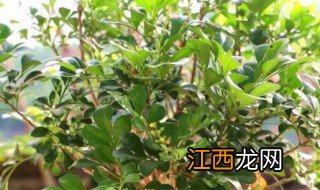 米兰花换盆多久生根发芽 米兰换盆后多久长新芽