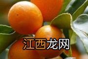 花生芽几天可以长出来 花生芽保鲜能放几天