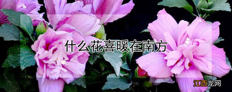 什么花喜暖在南方