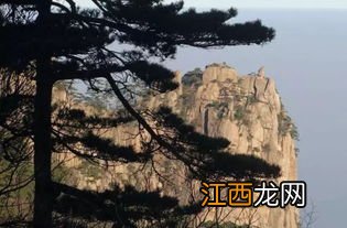 黄山老谢家茶怎么样