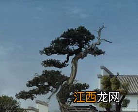 黄山老谢家茶怎么样