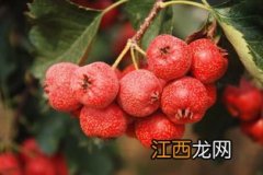 鲜山楂炖什么一起吃