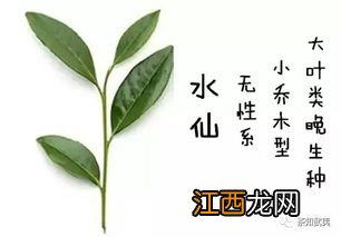 高枞水仙怎么管理