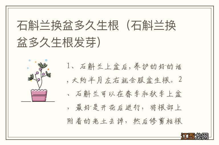 石斛兰换盆多久生根发芽 石斛兰换盆多久生根