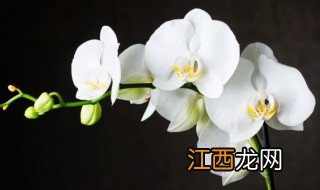 兰花移栽多久能生根 兰花移栽多久能生根发芽