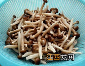 茶素茹怎么做