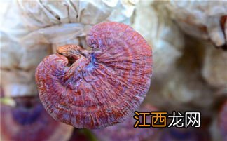 自己种的灵芝怎么吃法