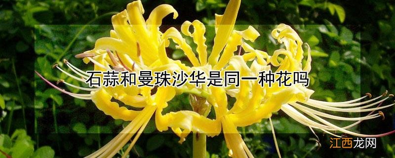 石蒜和曼珠沙华是同一种花吗