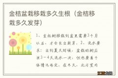 金桔移栽多久发芽 金桔盆栽移栽多久生根