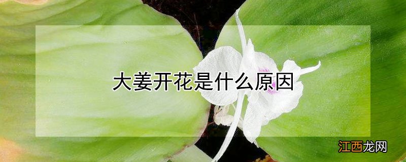 大姜开花是什么原因