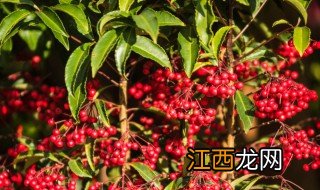 富贵籽换盆后多久生根 富贵籽换盆需要修根吗