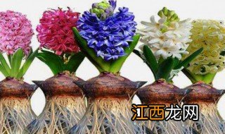 风信子水培什么时候生根发芽 水培风信子多久生根