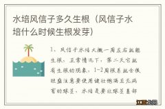 风信子水培什么时候生根发芽 水培风信子多久生根