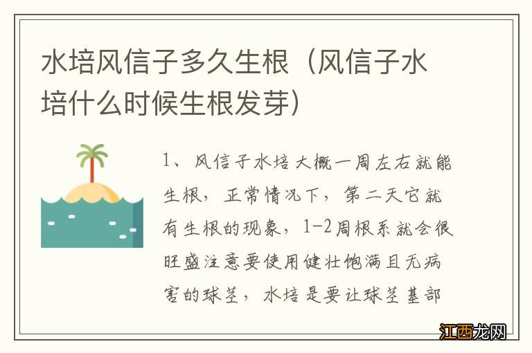 风信子水培什么时候生根发芽 水培风信子多久生根