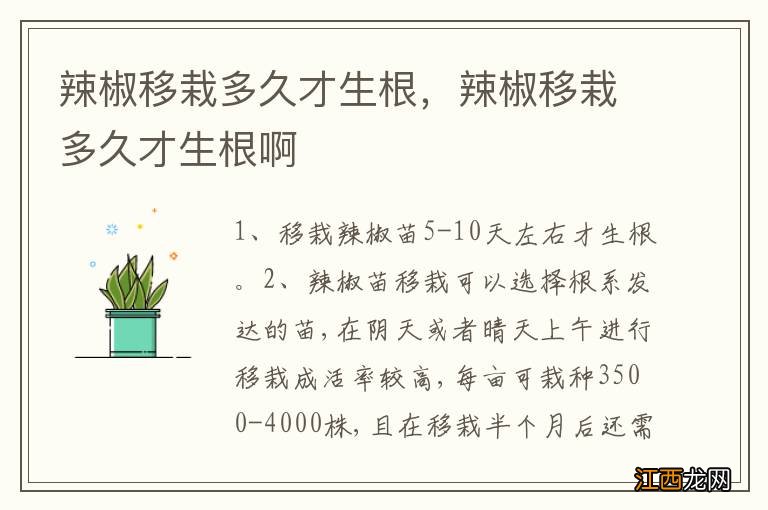 辣椒移栽多久才生根，辣椒移栽多久才生根啊