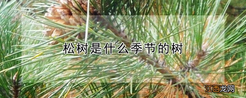 松树是什么季节的树