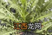 燕窝是燕子的口水吗 燕窝是什么鸟的口水