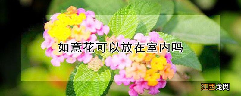 如意花可以放在室内吗