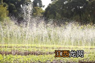 陌上开花什么菜