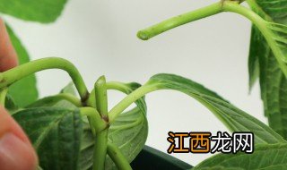 无尽夏换盆什么季节 无尽夏换盆多久生根