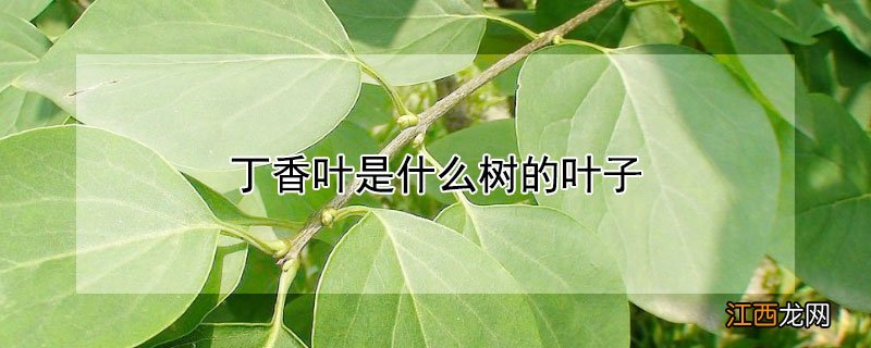 丁香叶是什么树的叶子