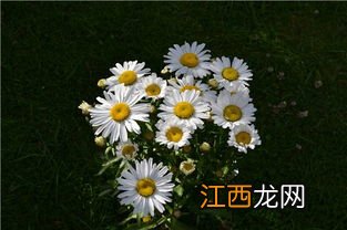 菊花能做什么好吃的