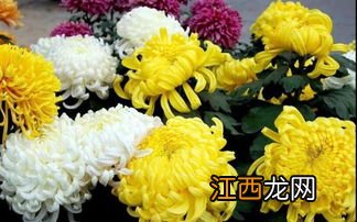 菊花能做什么好吃的