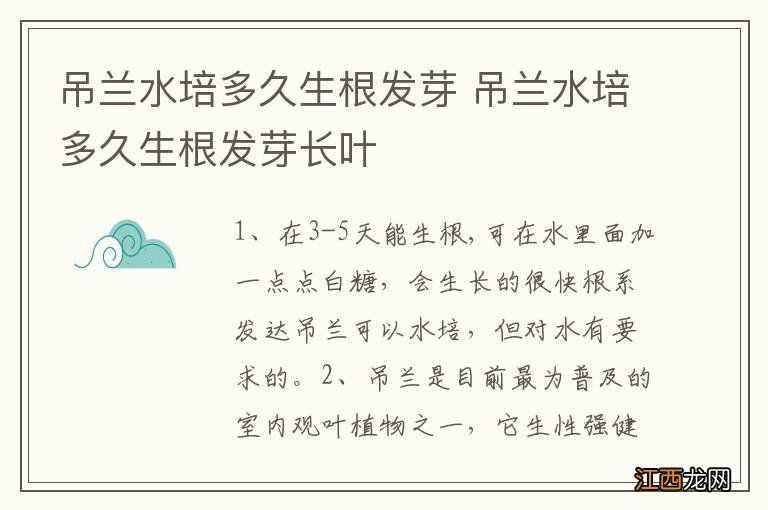 吊兰水培多久生根发芽 吊兰水培多久生根发芽长叶