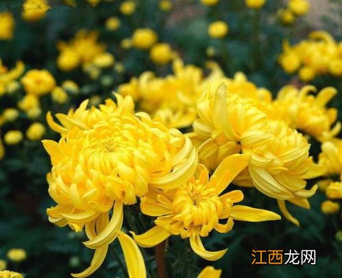 菊花要怎么保存多久