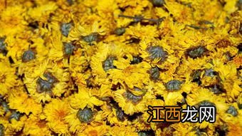 菊花要怎么保存多久