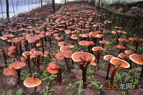 煮过一次的灵芝怎么办